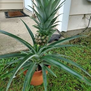 Meet your Posher, Johnni